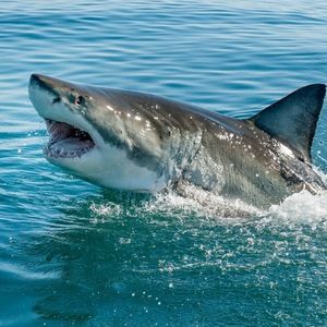 Meet your Posher, Eben